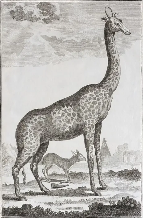 Framed Print : Giraffe (Giraffa)