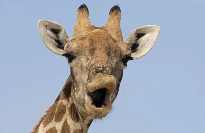 Framed Print : Giraffe (Giraffa camelopardalis)