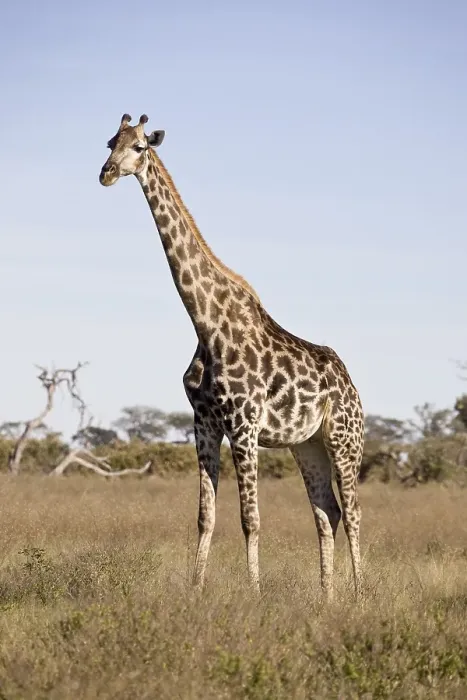 Framed Print : Giraffe (Giraffa camelopardalis) Framed Print : Giraffe (Giraffa camelopardalis)