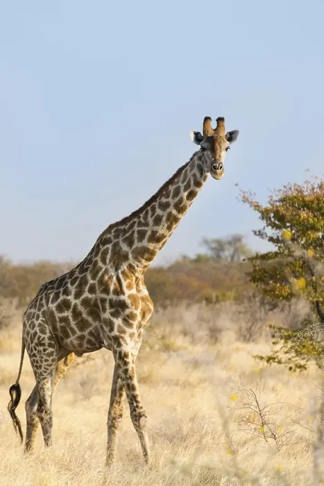 Framed Print : Giraffe (Giraffa camelopardalis) Framed Print : Giraffe (Giraffa camelopardalis)