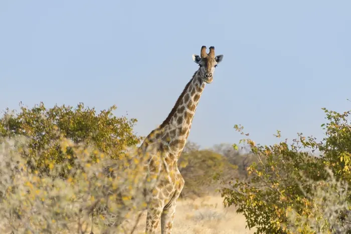Framed Print : Giraffe (Giraffa camelopardalis) Framed Print : Giraffe (Giraffa camelopardalis)