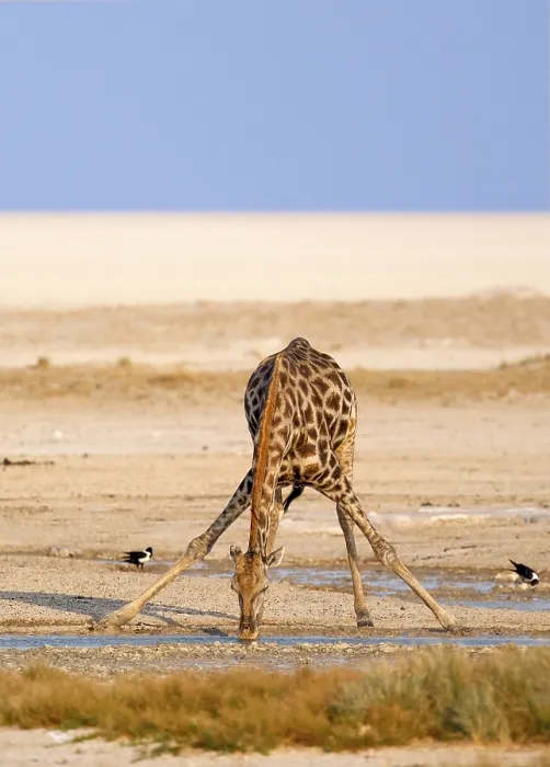 Framed Print : Giraffe (Giraffa camelopardalis)