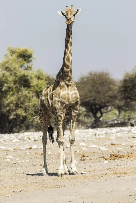 Framed Print : Giraffe (Giraffa camelopardalis) Framed Print : Giraffe (Giraffa camelopardalis)