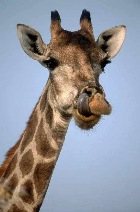 Framed Print : Giraffe (Giraffa camelopardalis)