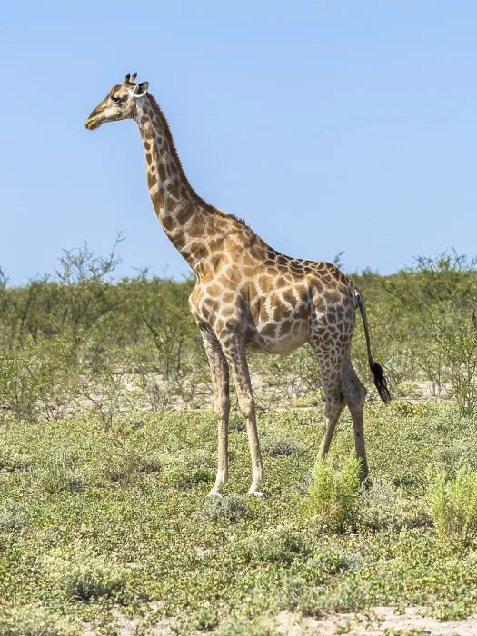 Framed Print : Giraffe (Giraffa camelopardalis) in the bush Framed Print : Giraffe (Giraffa camelopardalis) in the bush