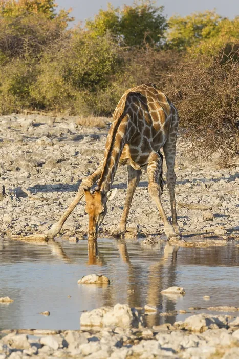 Framed Print : Giraffe (Giraffa camelopardalis) drinking at a waterhole