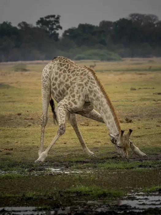 Framed Print : Giraffe (Giraffa camelopardalis giraffa) drinking Framed Print : Giraffe (Giraffa camelopardalis giraffa) drinking