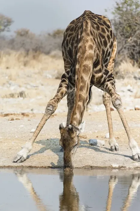 Framed Print : Giraffe (Giraffa camelopardalis) at the Kalkheuwel waterhole Framed Print : Giraffe (Giraffa camelopardalis) at the Kalkheuwel waterhole