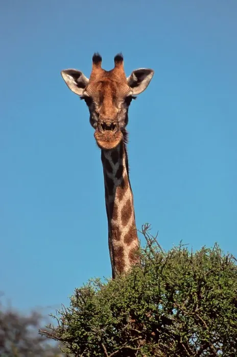 Framed Print : Giraffe (Giraffa camelopardalis) looking curiously over a treetop