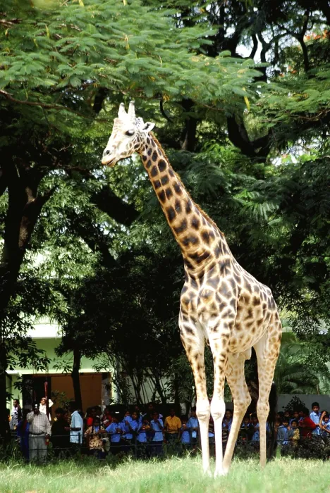 Framed Print : Giraffe Giraffa camelopardalis in Mysore zoo
