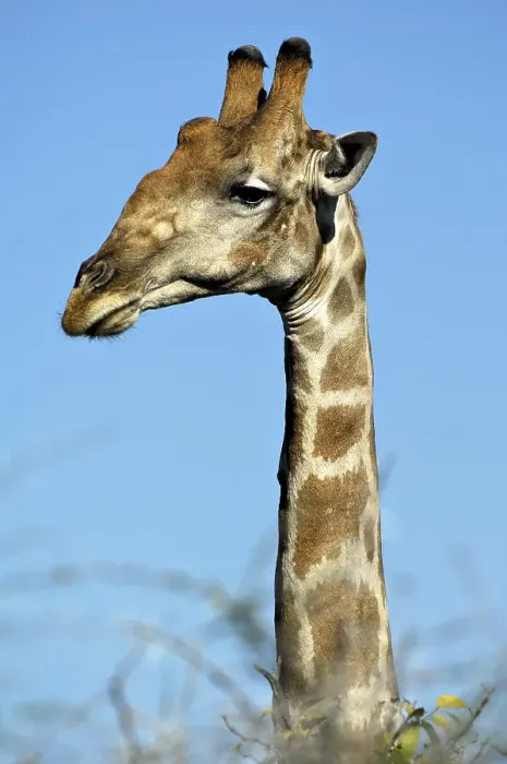 Framed Print : Giraffe (Giraffa camelopardalis), portrait Framed Print : Giraffe (Giraffa camelopardalis), portrait