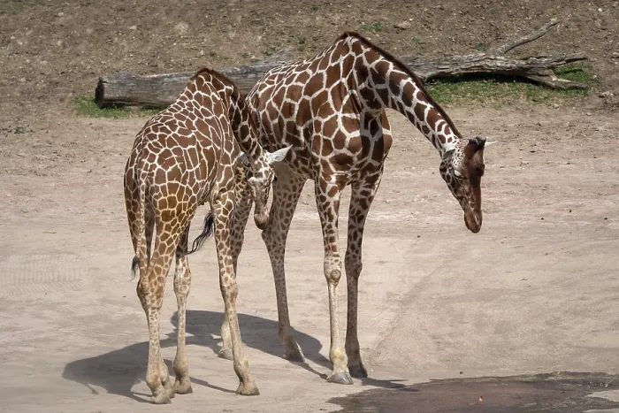 Framed Print : Giraffe (Giraffa camelopardalis reticulata) Framed Print : Giraffe (Giraffa camelopardalis reticulata)