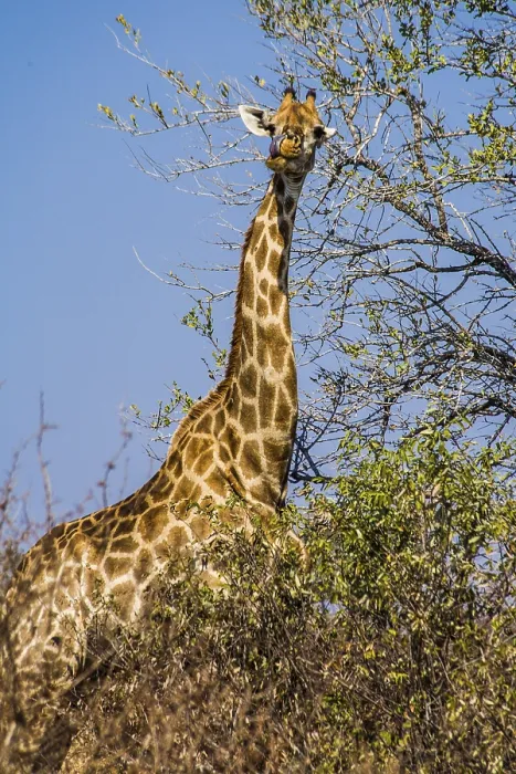 Framed Print : Giraffe (Giraffa), Kruger National Park Framed Print : Giraffe (Giraffa), Kruger National Park