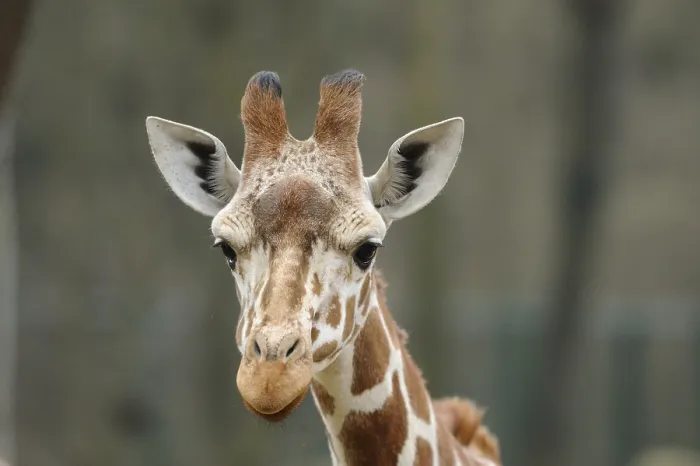 Framed Print : Giraffe head with expressive eyes and characteristic fur pattern