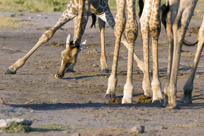Framed Print : Giraffe licking salt