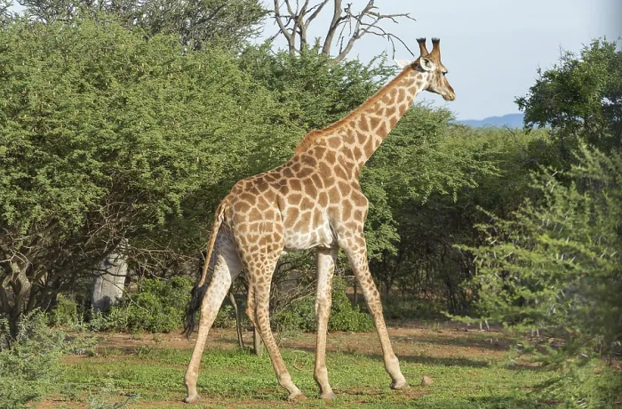 Framed Print : Giraffe at the Mokolodi Nature Reserve in Botswana Framed Print : Giraffe at the Mokolodi Nature Reserve in Botswana