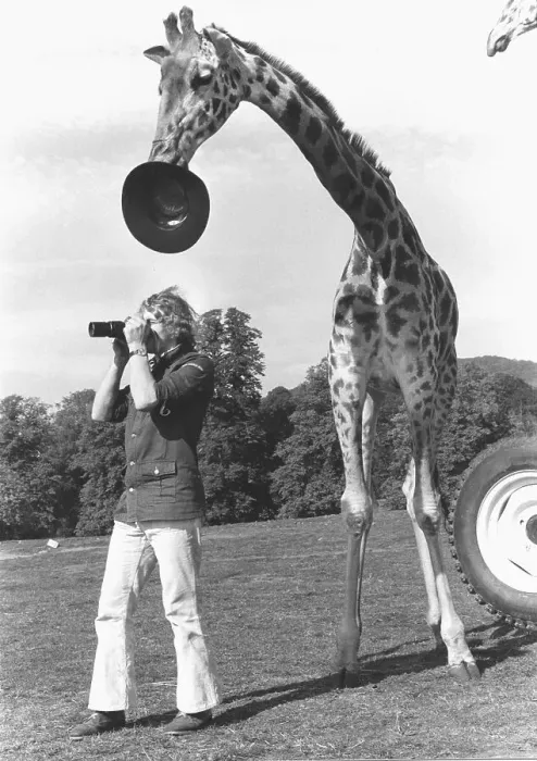 Framed Print : Giraffe steals hat, England, Great Britain Framed Print : Giraffe steals hat, England, Great Britain