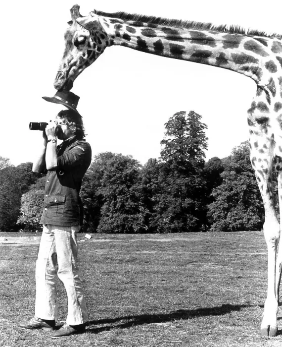 Framed Print : Giraffe takes Mann's hat away