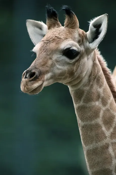 Framed Print : Giraffe, young  /  (Giraffa camelopardalis angolensis)
