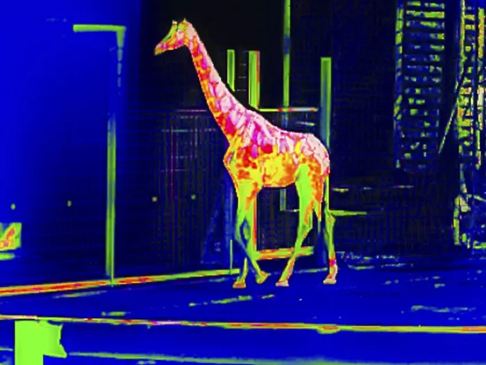 Framed Print : Giraffe in the zoo, thermography