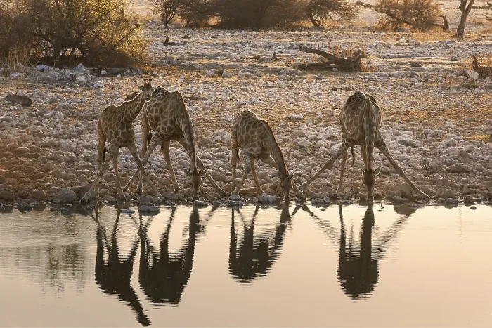 Framed Print : Four Giraffes (Giraffa camelopardalis) Framed Print : Four Giraffes (Giraffa camelopardalis)