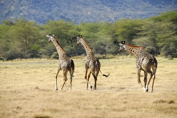 Framed Print : Three Giraffes (Giraffa camelopardalis) galloping through the savannah Lake Manyara National Park Tanzania