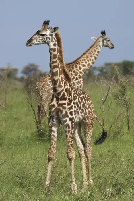 Framed Print : Two Giraffes (Giraffa camelopardalis) in the Serengeti Framed Print : Two Giraffes (Giraffa camelopardalis) in the Serengeti