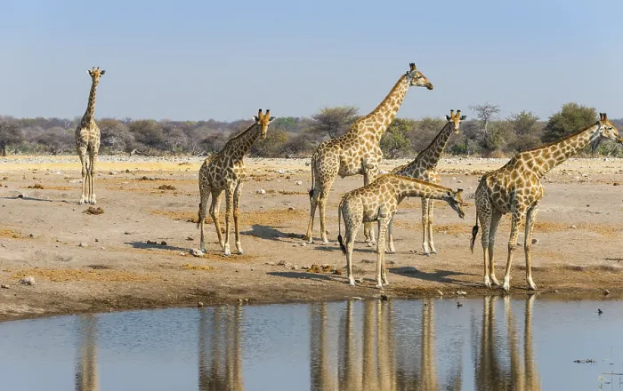 Framed Print : Giraffes (Giraffa camelopardis) at the Chudob waterhole