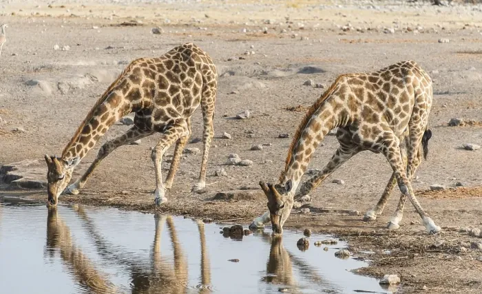 Framed Print : Two Giraffes (Giraffa camelopardis) drinking