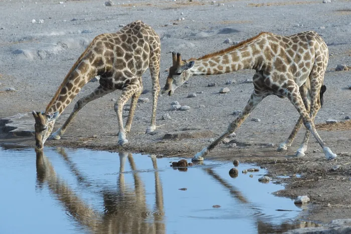 Framed Print : Two Giraffes (Giraffa camelopardis) drinking at the Chudop waterhole