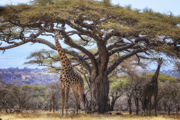 Framed Print : Giraffes linger under a large acacia tree in the African savanna landscape Framed Print : Giraffes linger under a large acacia tree in the African savanna landscape