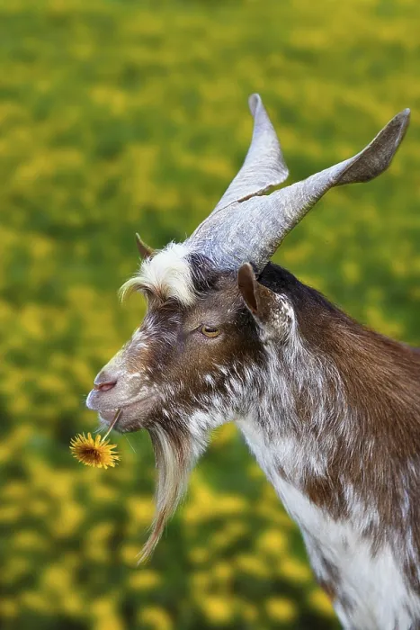 Framed Print : Girgentana goat, male, billy goat