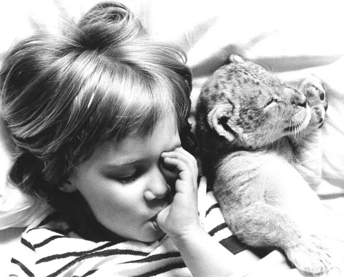 Framed Print : Girl and baby lion sleeping, England Framed Print : Girl and baby lion sleeping, England