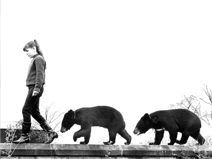 Framed Print : Girl balancing with two brown bear cubs on wall