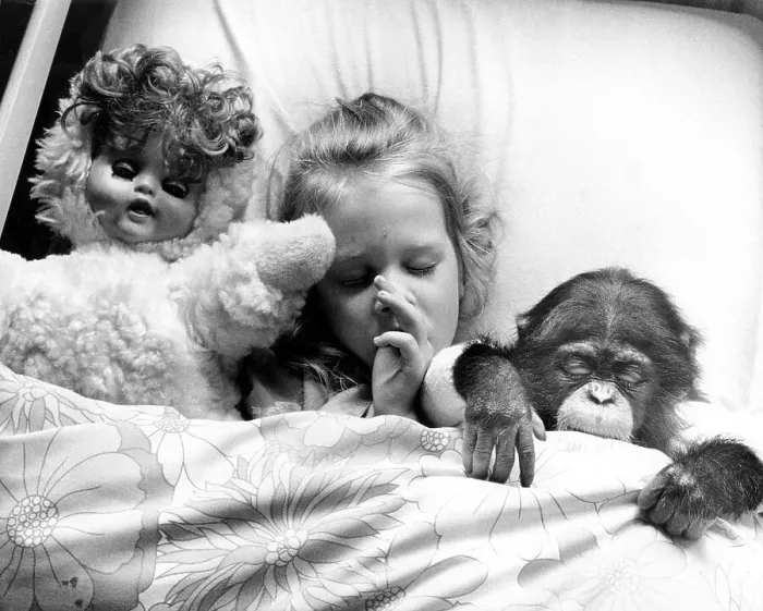 Framed Print : Girl in bed with chimpanzees and dolls Framed Print : Girl in bed with chimpanzees and dolls