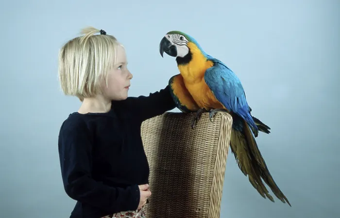 Framed Print : Girl with blue and yellow macaw (Ara ararauna)