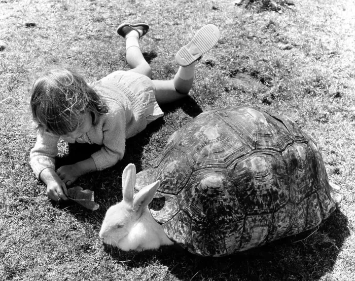 Framed Print : Girl and a bunny playing with a turtle shell Framed Print : Girl and a bunny playing with a turtle shell