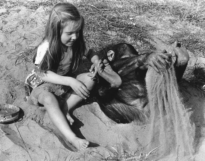 Framed Print : Girl and chimpanzee on the beach