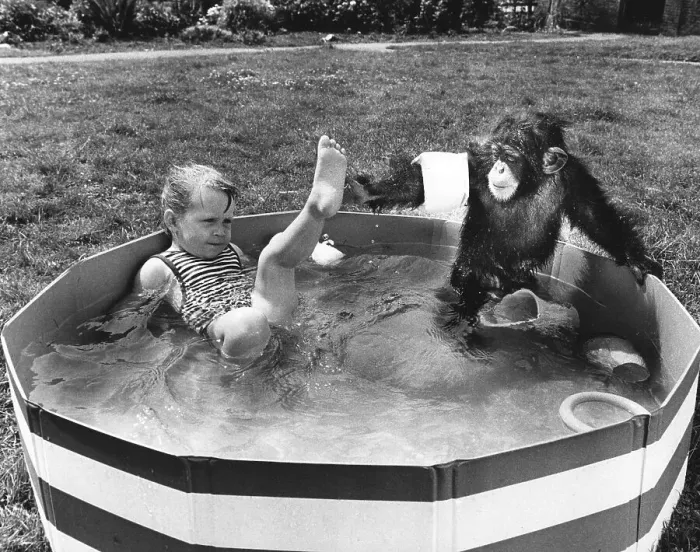 Framed Print : Girl and chimpanzee in paddling pool