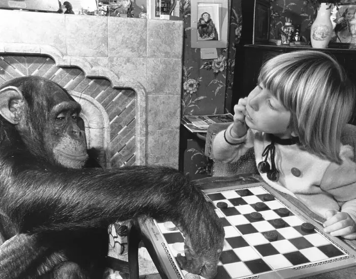 Framed Print : Girl and chimpanzee playing the mill game Framed Print : Girl and chimpanzee playing the mill game