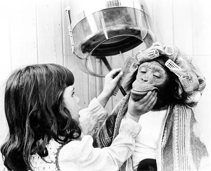 Framed Print : Girl combing chimpanzee with curlers at the hairdresser's