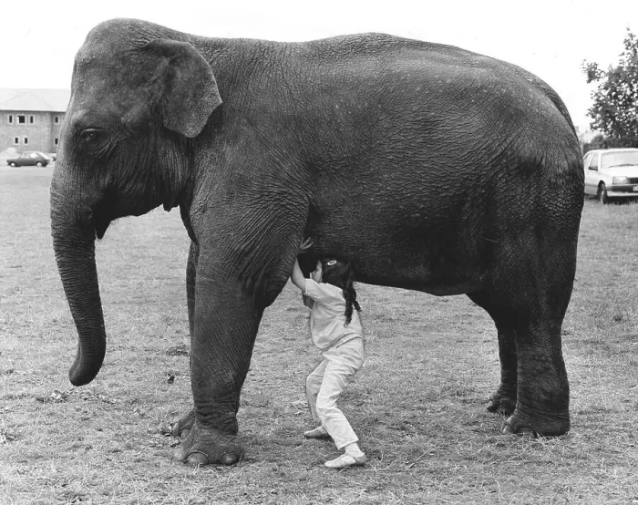 Framed Print : Girl with elephant, England, Great Britain Framed Print : Girl with elephant, England, Great Britain