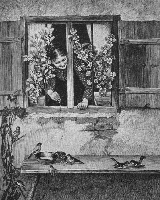 Framed Print : Girl feeding birds, scattering food from the window