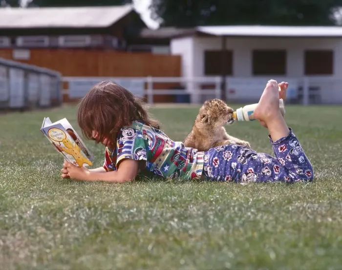 Framed Print : Girl feeds young lions and reads a book