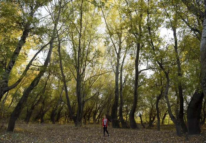Framed Print : A girl in a forest of poplars. Walk in the autumn forest