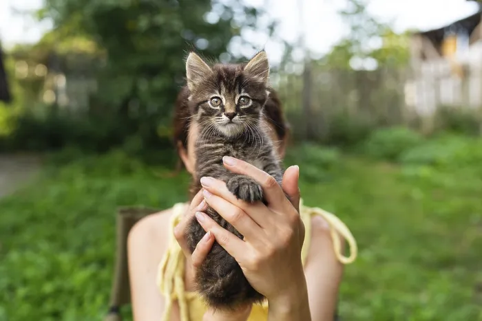 Framed Print : Girl holding a fluffy kitten in front of their face Framed Print : Girl holding a fluffy kitten in front of their face