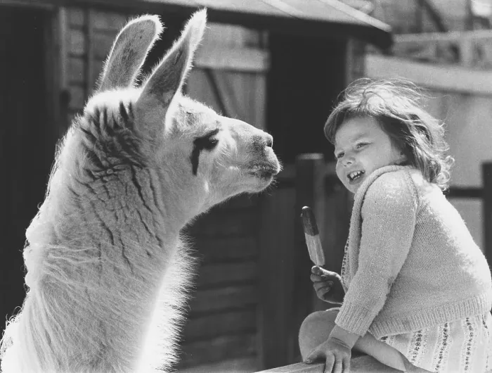 Framed Print : Girl with a Llama, England, Great Britain