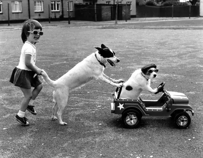 Framed Print : Girl plays with two dogs, England, Great Britain