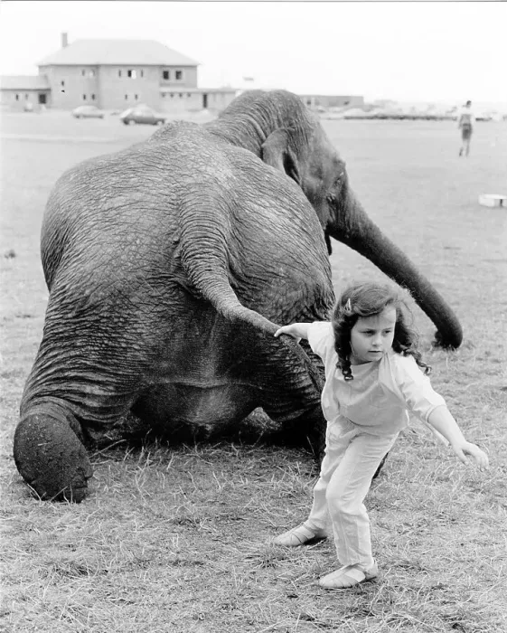 Framed Print : Girl pulls elephant on tail, England