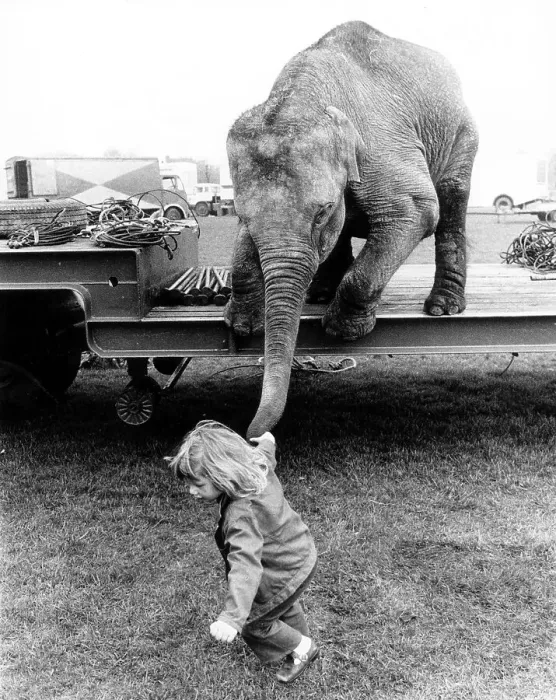 Framed Print : Girl pulls elephant on trunk, England Framed Print : Girl pulls elephant on trunk, England